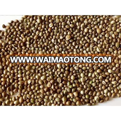 hemp seeds 2015 crop with good quality