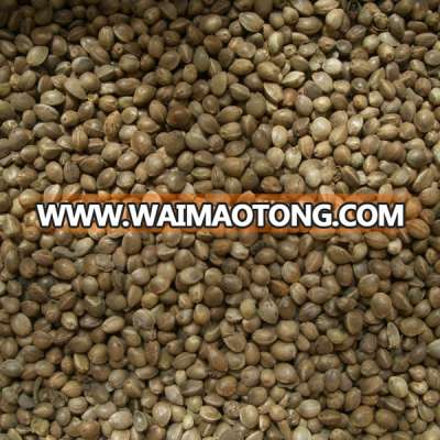 2015 whole hemp seeds with shell