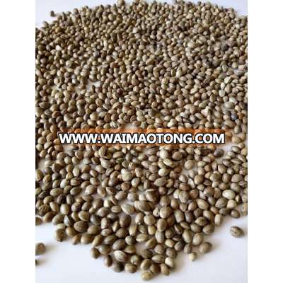 hemp seeds with shell for sale