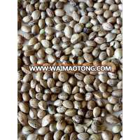 whole hemp seeds with good quality