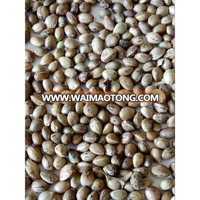 bulk hemp seeds with shell 2016crop